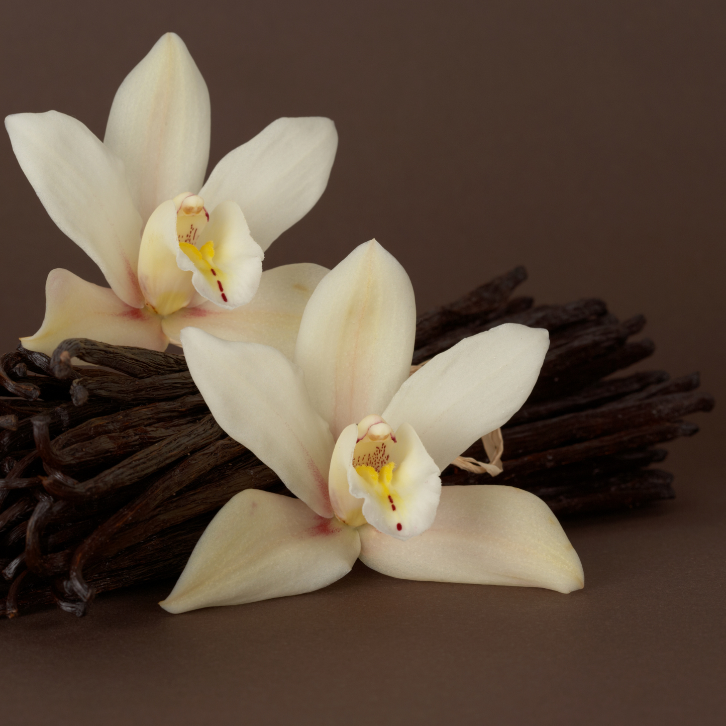 Lip Balm - All Natural Lip Balm with Locally Sourced Beeswax, Pasture Raised Lard and Cocoa Butter