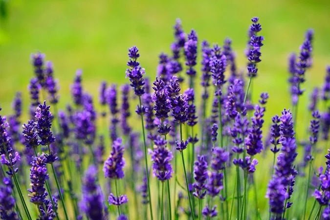Lavender & Lemon Hand Balm - B&B Products OKC